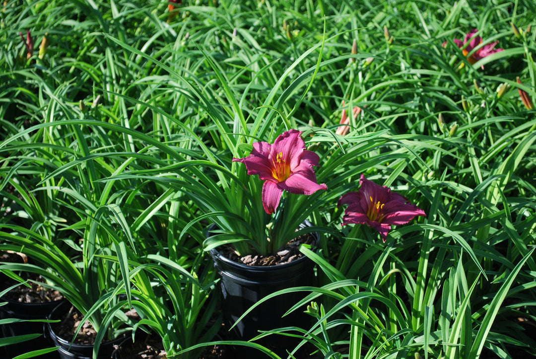 Hemerocallis 'Summer Wine' (Daylily)