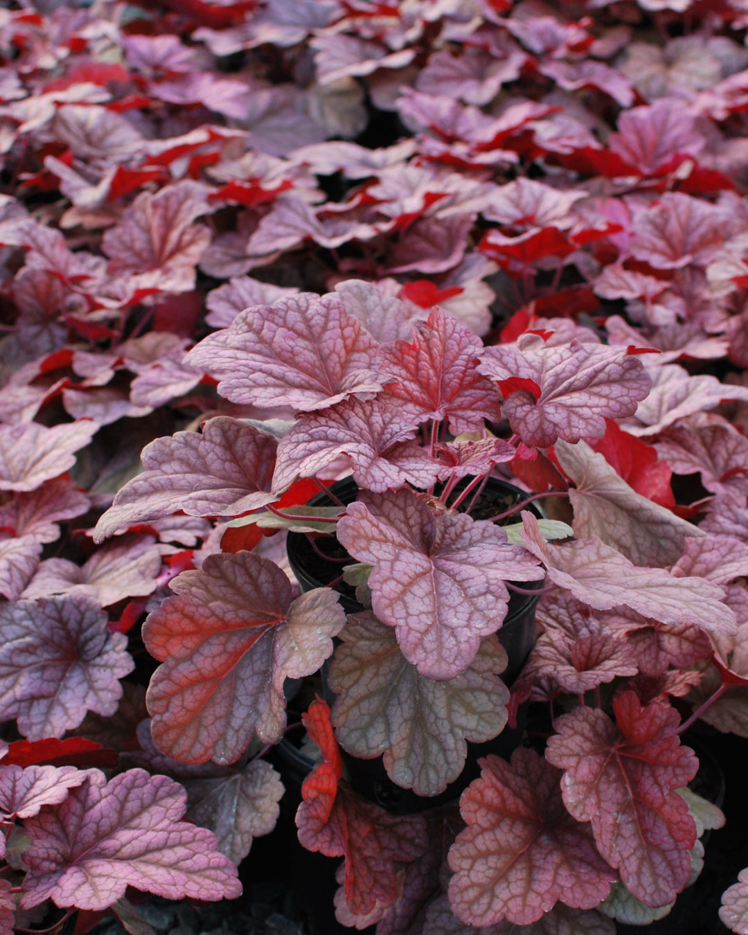 Heuchera x villosa 'Berry Smoothie' (Coral Bells)