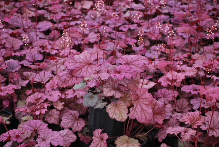 Heuchera x villosa 'Berry Smoothie' (Coral Bells)