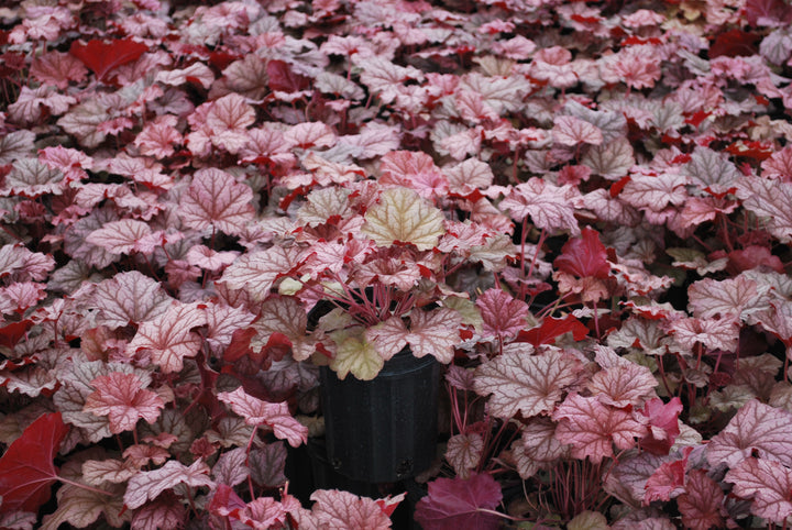 Heuchera x villosa 'Berry Smoothie' (Coral Bells)