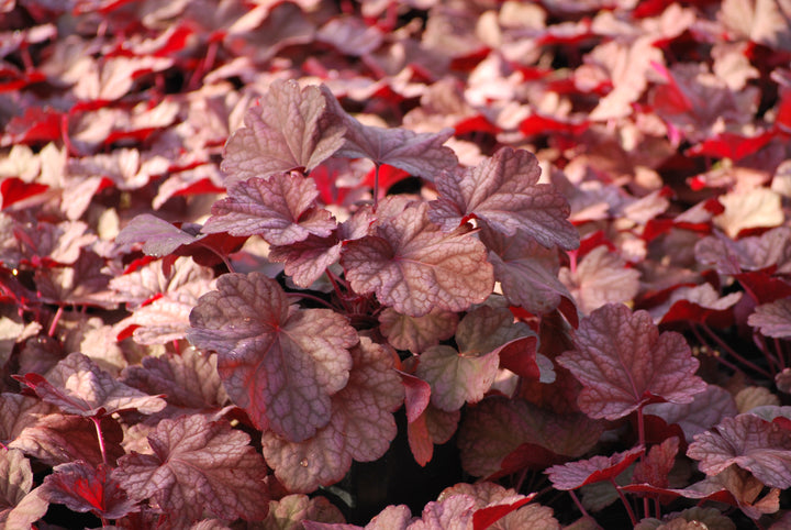 Heuchera x villosa 'Berry Smoothie' (Coral Bells)