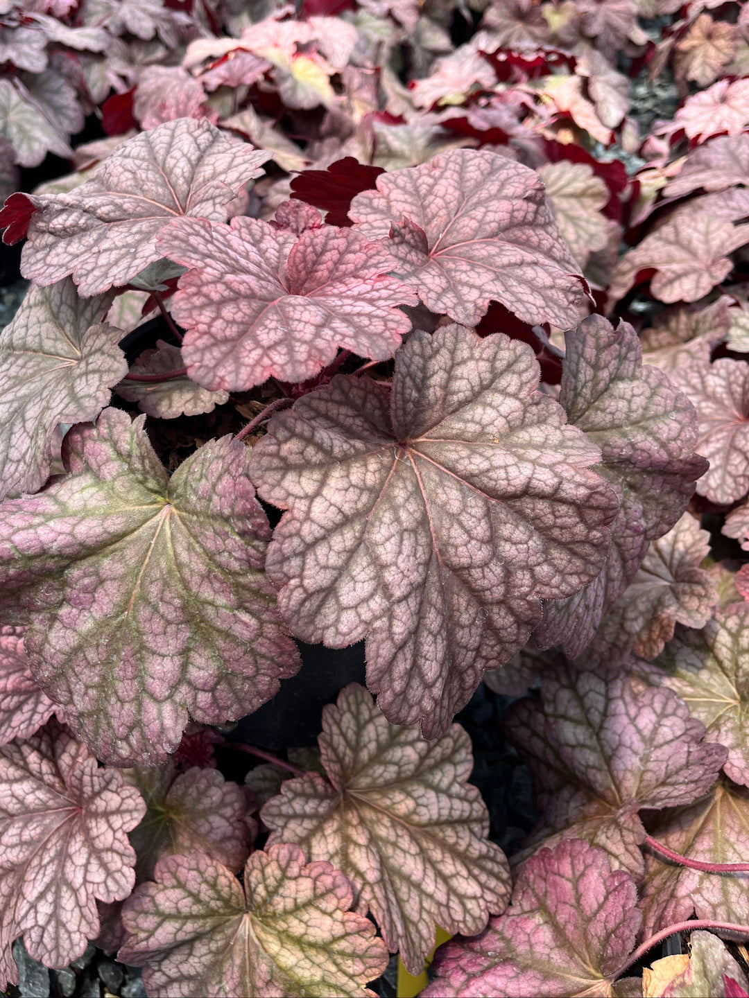 Heuchera x villosa 'Berry Smoothie' (Coral Bells)