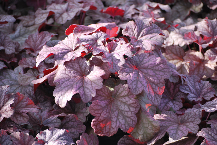 Heuchera x villosa 'Berry Smoothie' (Coral Bells)