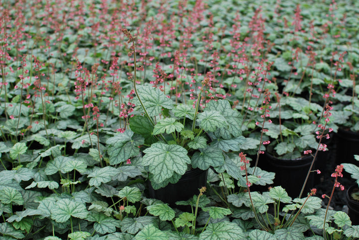 Heuchera x villosa 'Berry Timeless' (Coral Bells)