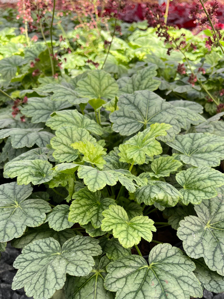 Heuchera x villosa 'Berry Timeless' (Coral Bells)