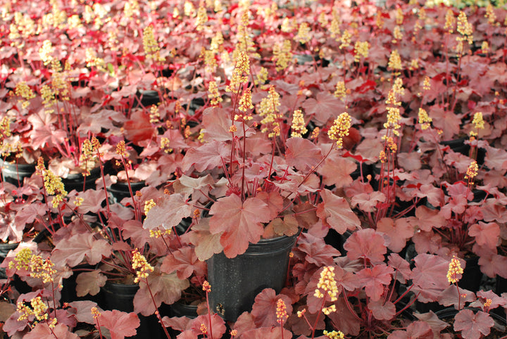 Heuchera x 'Blondie' (Coral Bells)