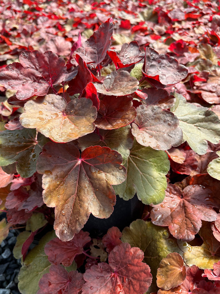 Heuchera x 'Blondie' (Coral Bells)