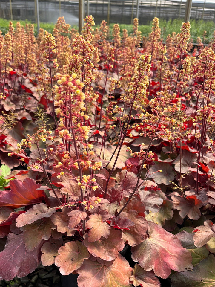 Heuchera x 'Blondie' (Coral Bells)