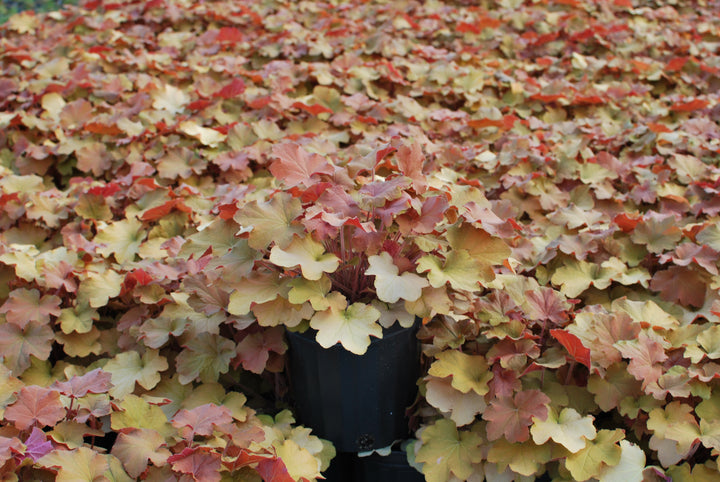 Heuchera x villosa 'Caramel' (Coral Bells)