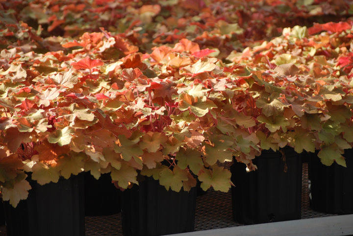 Heuchera x villosa 'Caramel' (Coral Bells)