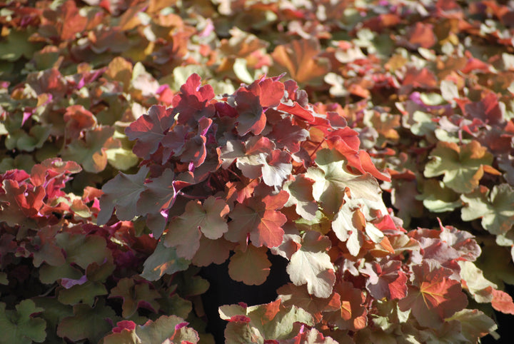 Heuchera x villosa 'Caramel' (Coral Bells)