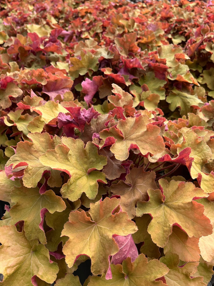 Heuchera x villosa 'Caramel' (Coral Bells)