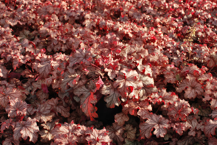 Heuchera x villosa 'Carnival Peach Parfait' (Coral Bells)