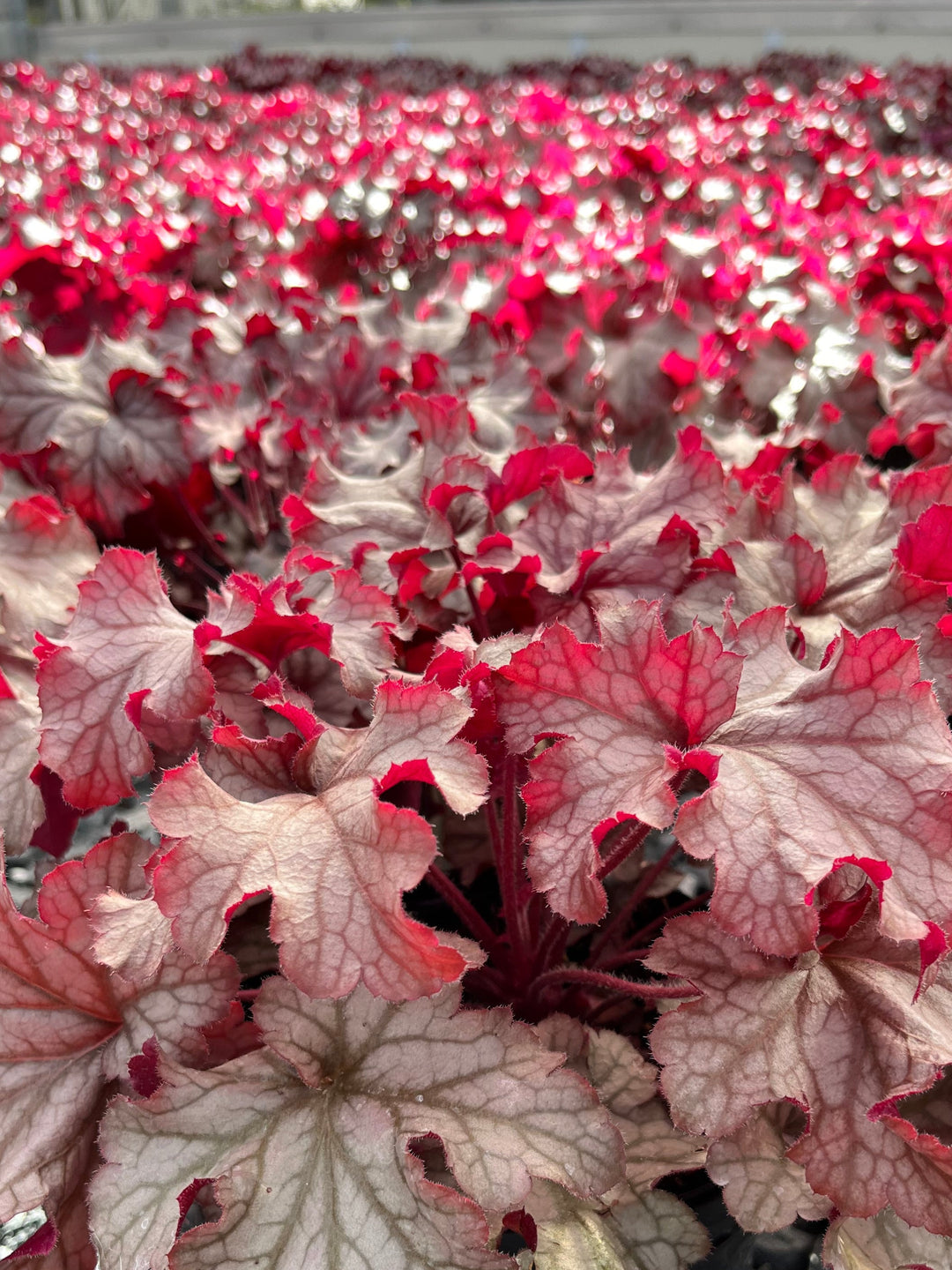 Heuchera x villosa 'Carnival Peach Parfait' (Coral Bells)