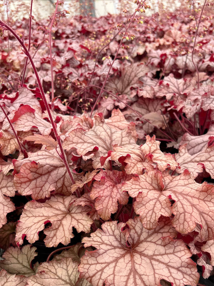 Heuchera x villosa 'Carnival Peach Parfait' (Coral Bells)