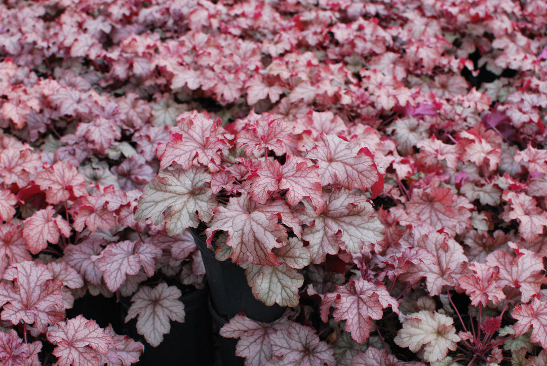 Heuchera x villosa 'Carnival Peach Parfait' (Coral Bells)