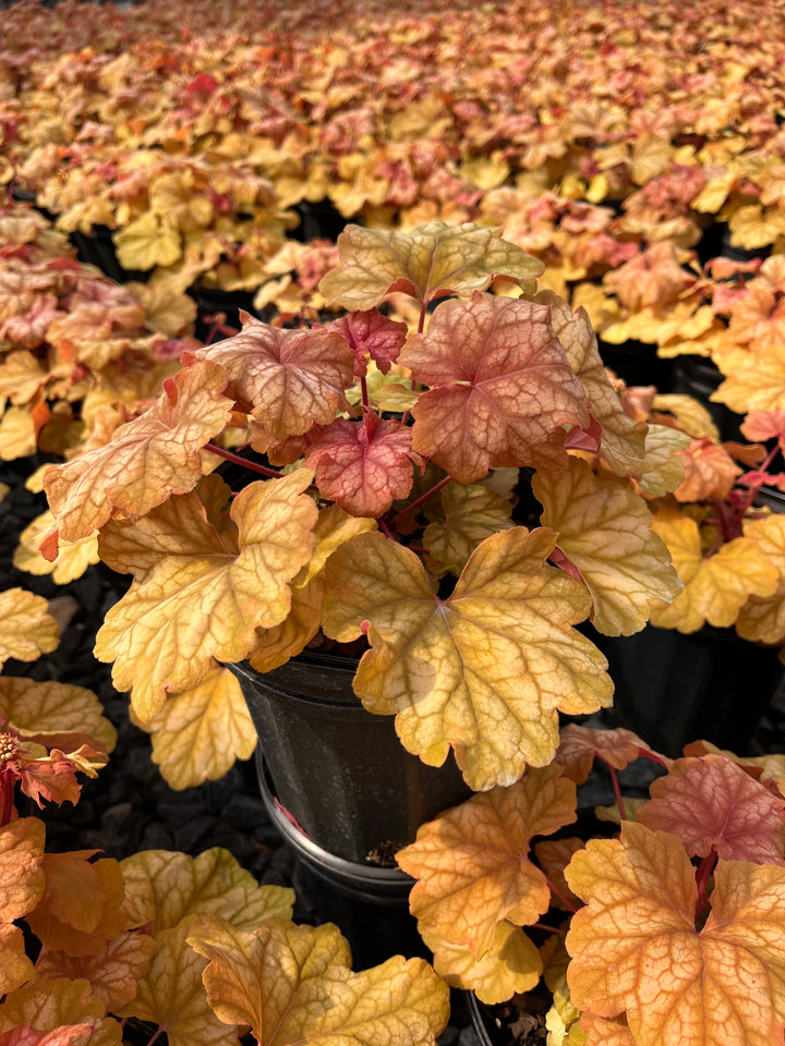 Heuchera x 'Champagne' (Coral Bells)