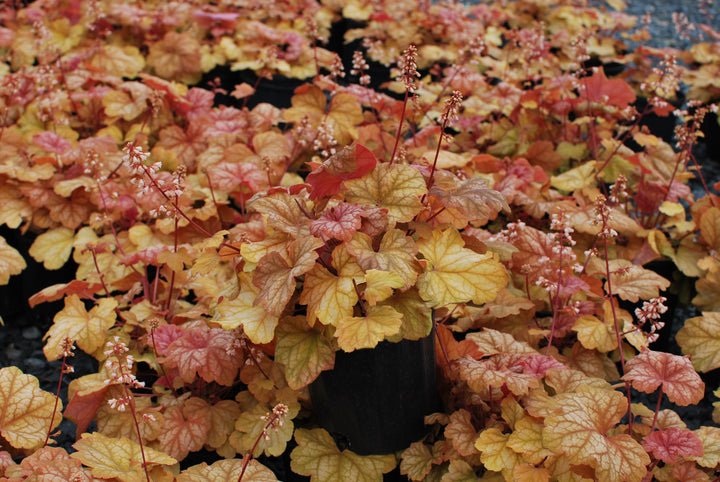 Heuchera x 'Champagne' (Coral Bells)