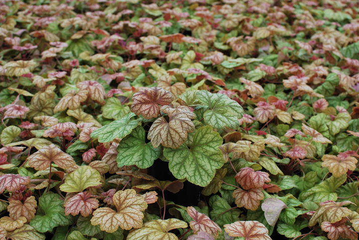 Heuchera x 'Champagne' (Coral Bells)