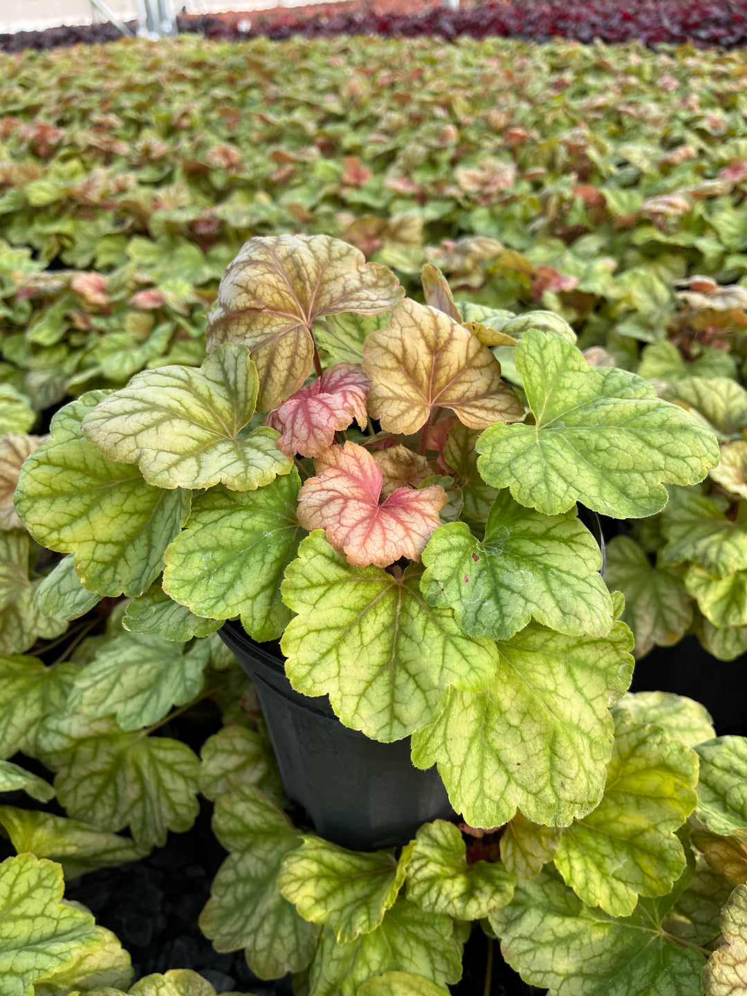 Heuchera x 'Champagne' (Coral Bells)