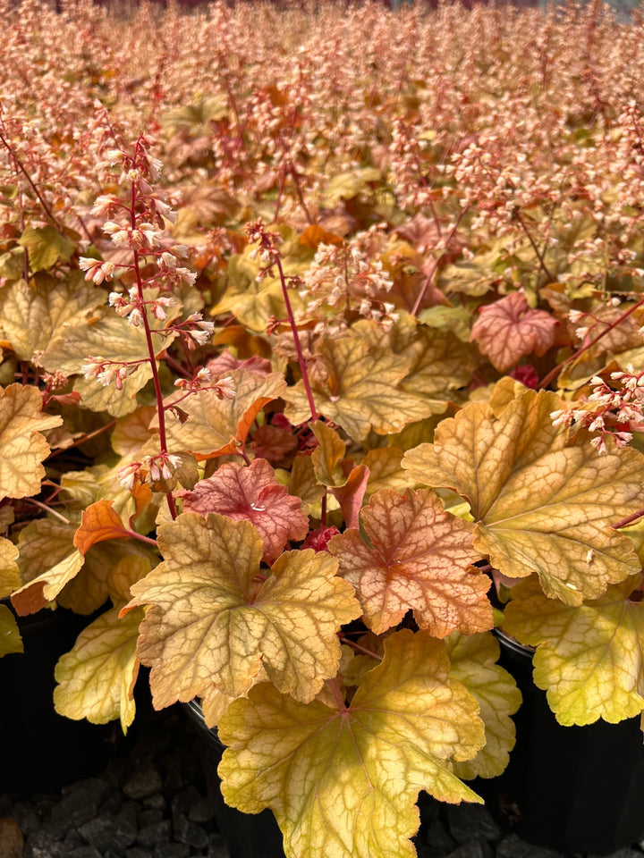 Heuchera x 'Champagne' (Coral Bells)