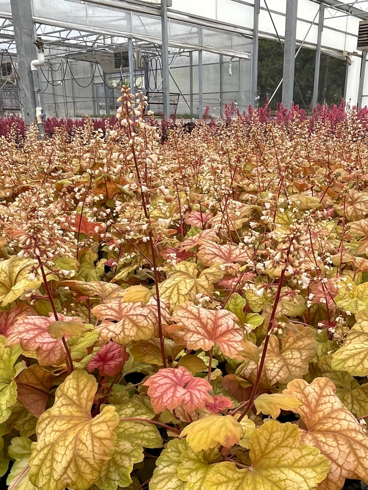 Heuchera x 'Champagne' (Coral Bells)