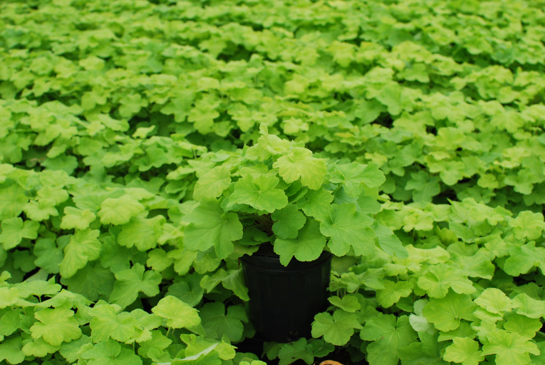 Heuchera x villosa 'Citronelle' (Coral Bells)