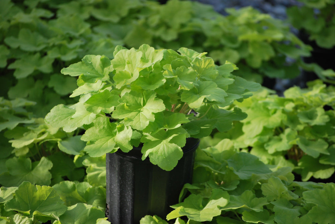 Heuchera x villosa 'Citronelle' (Coral Bells)