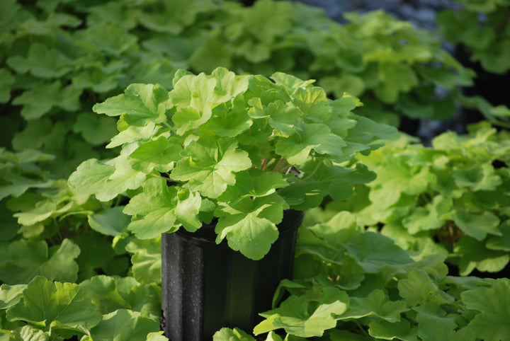 Heuchera x villosa 'Citronelle' (Coral Bells)