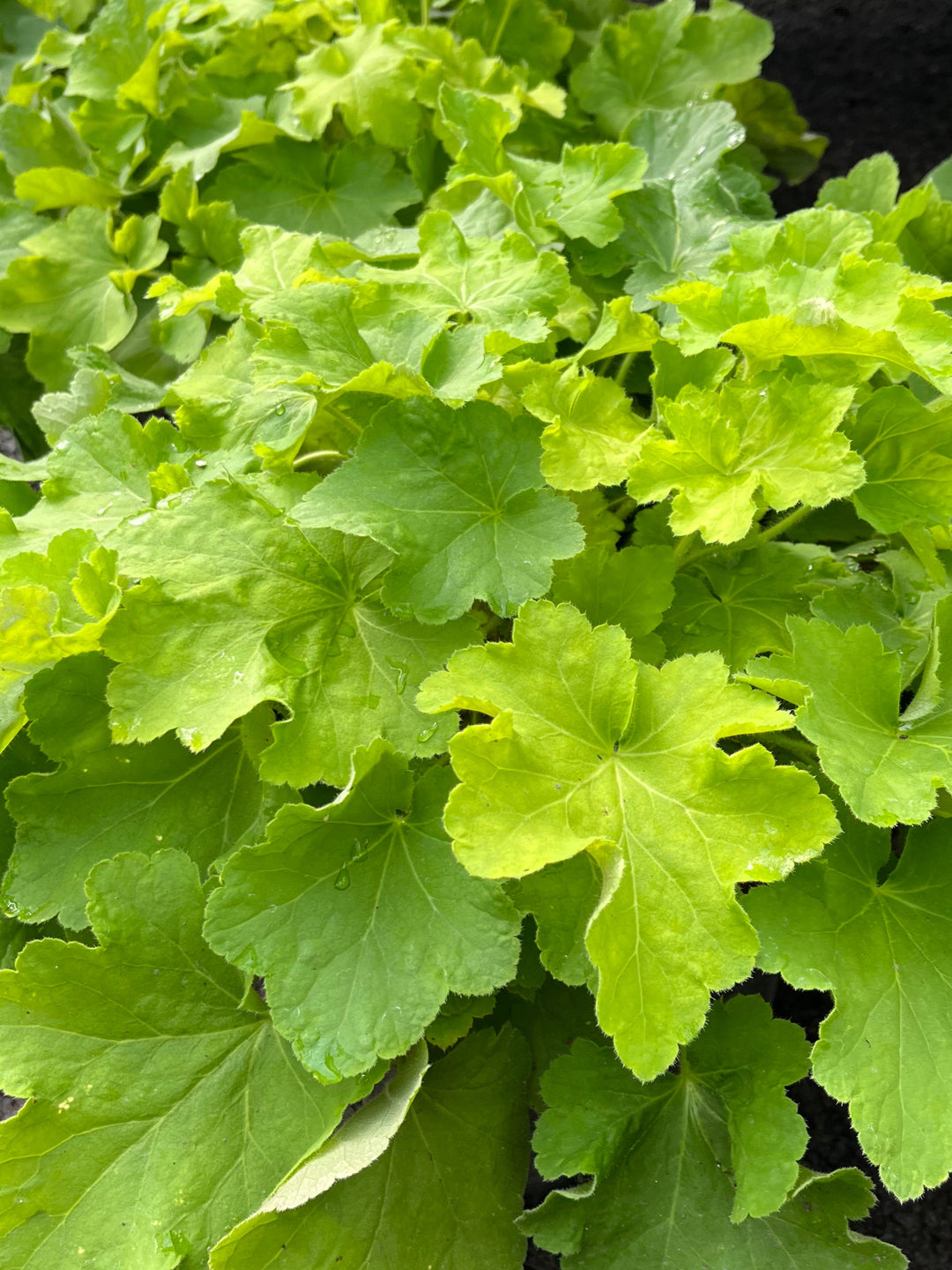 Heuchera x villosa 'Citronelle' (Coral Bells)