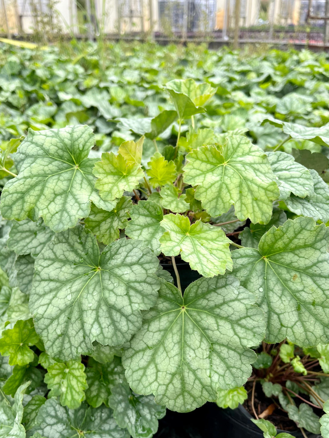 Heuchera americana 'Dale's Strain' (Coral Bells)