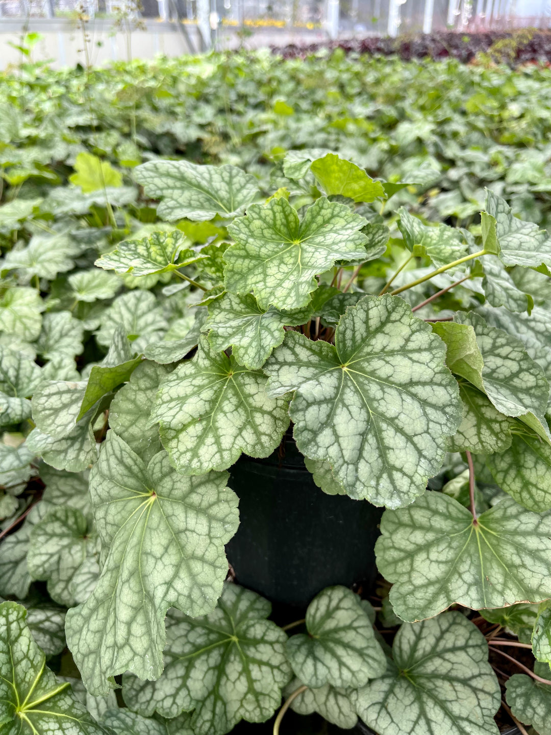 Heuchera americana 'Dale's Strain' (Coral Bells)