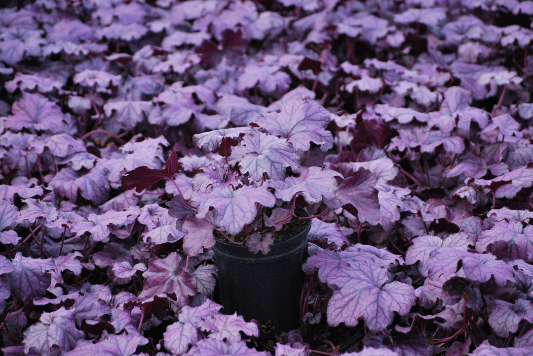 Heuchera x Forever® Purple (Coral Bells)