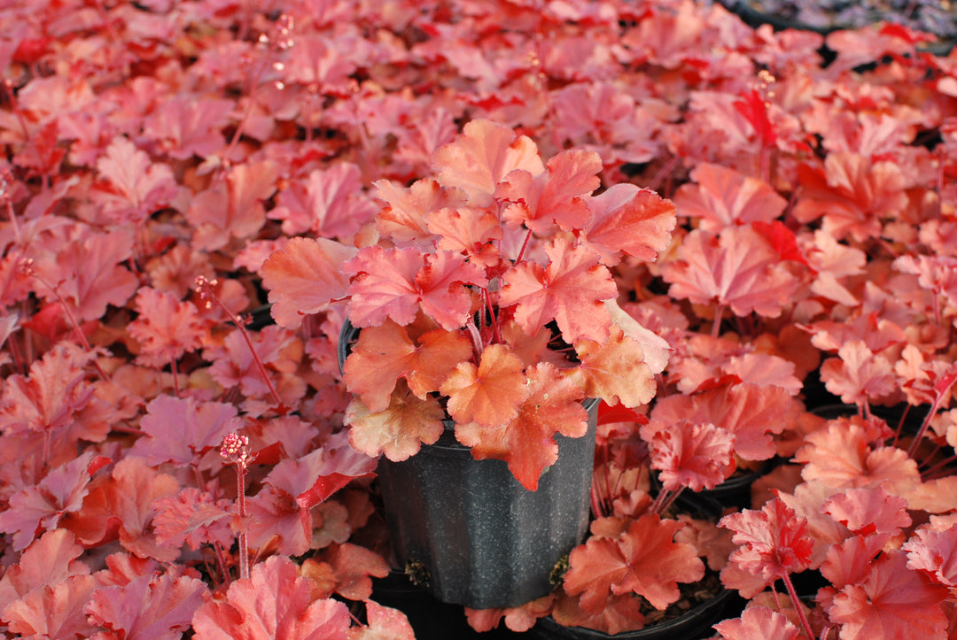 Heuchera x Forever® Red (Coral Bells)