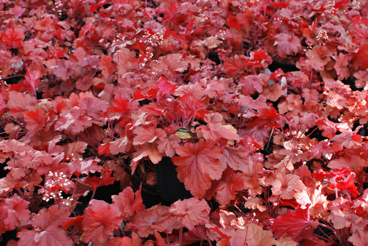 Heuchera x Forever® Red (Coral Bells)