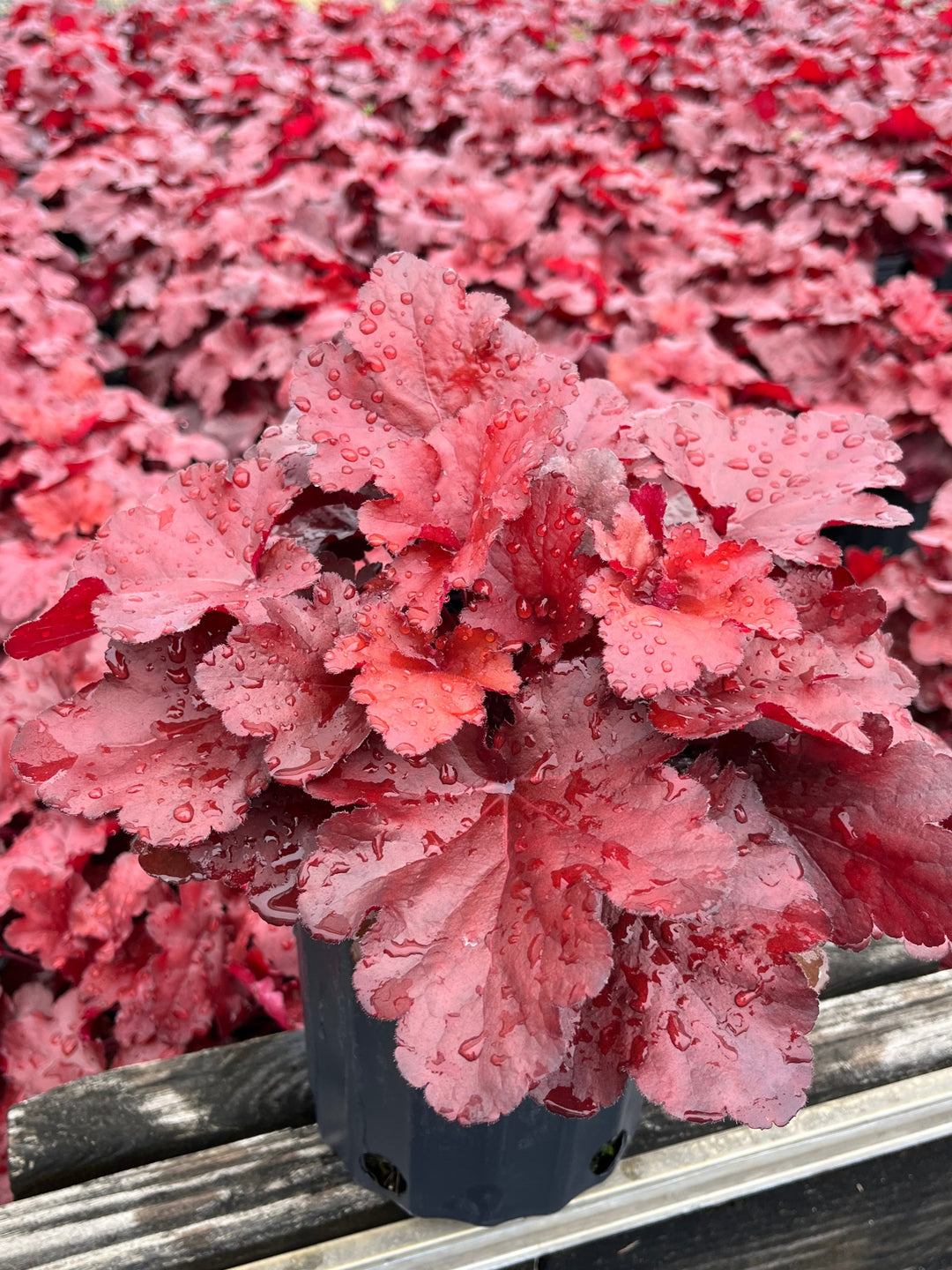 Heuchera x Forever® Red (Coral Bells)