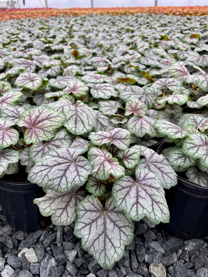 Heuchera americana 'Green Spice' (Coral Bells)