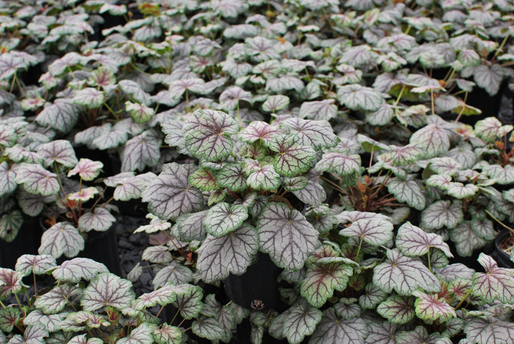 Heuchera americana 'Green Spice' (Coral Bells)