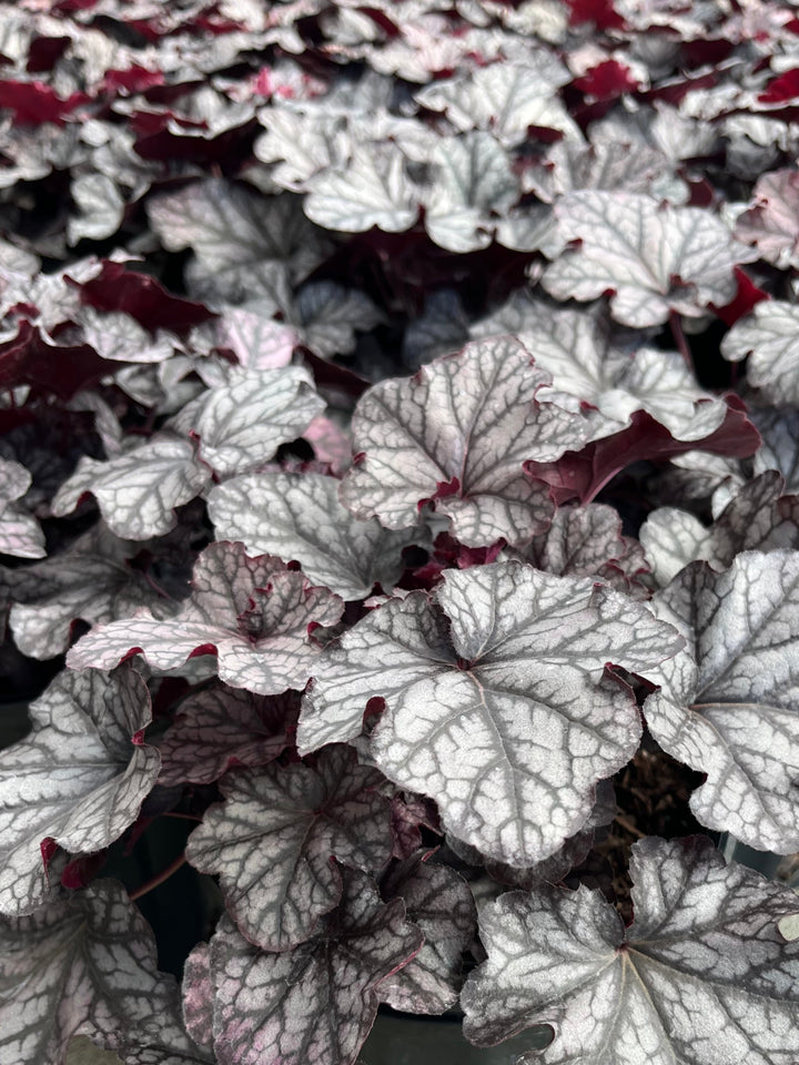 Heuchera x Indian Summer ‘Mulberry’ (Coral Bells)