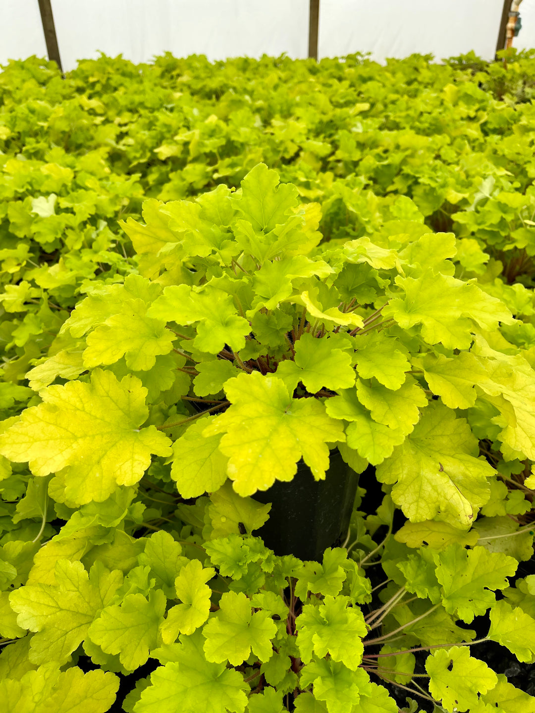 Heuchera x 'Lime Marmalade' (Coral Bells)