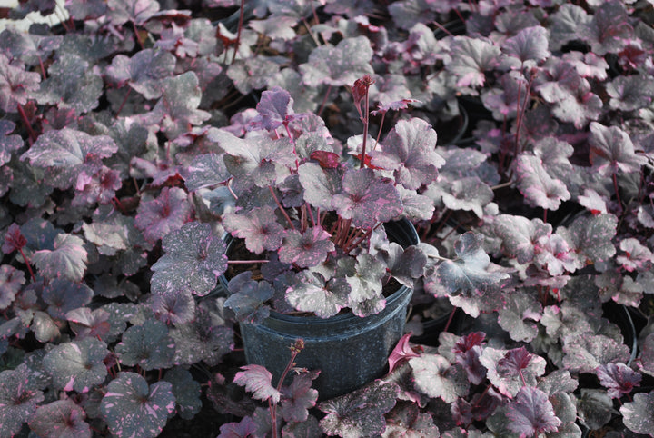 Heuchera x 'Midnight Rose' (Coral Bells)