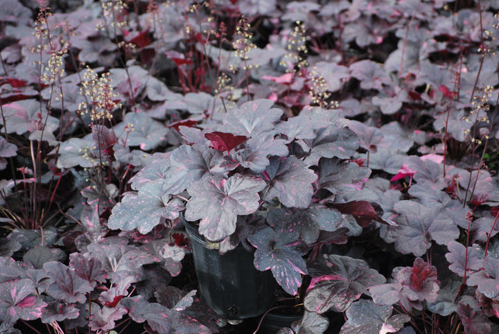 Heuchera x 'Midnight Rose' (Coral Bells)