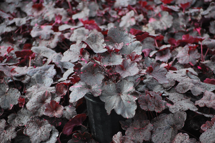 Heuchera x 'Midnight Rose' (Coral Bells)