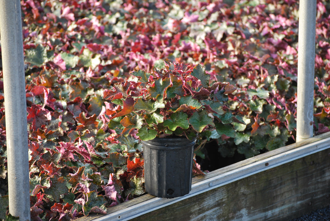 Heuchera micrantha 'Palace Purple' (Coral Bells)