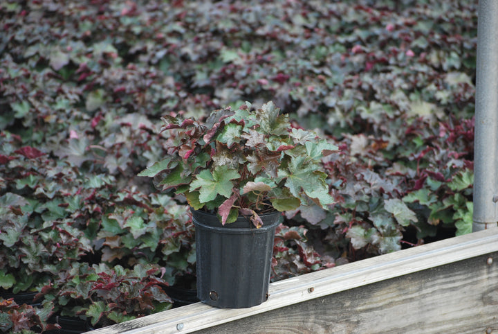 Heuchera micrantha 'Palace Purple' (Coral Bells)