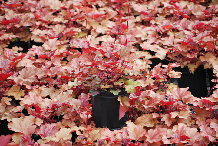 Heuchera x 'Peach Flambe' (Coral Bells)