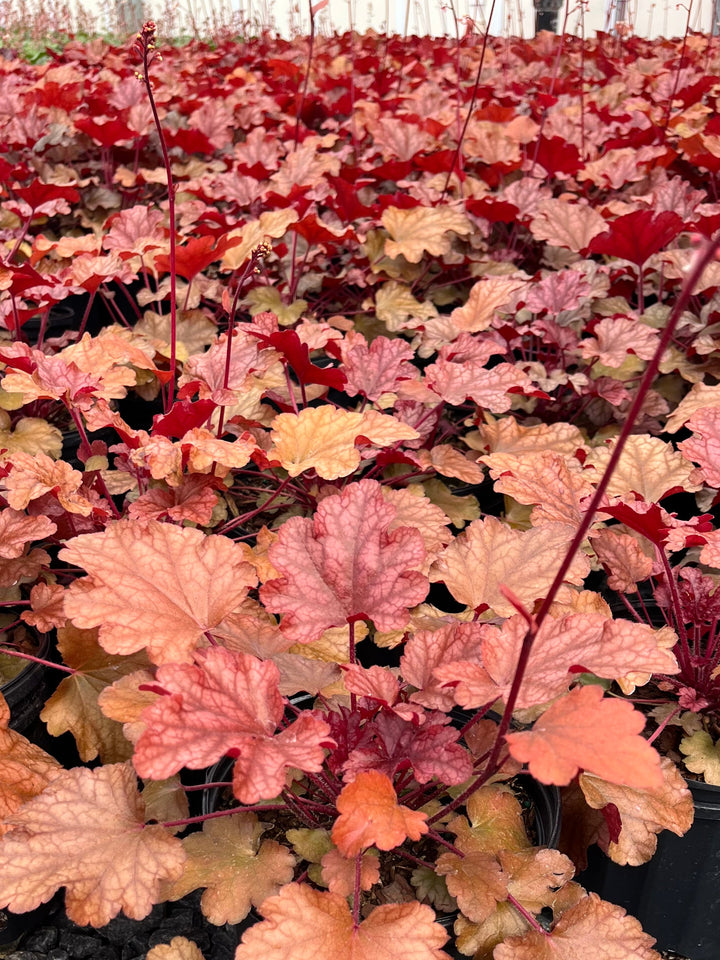 Heuchera x 'Peach Flambe' (Coral Bells)