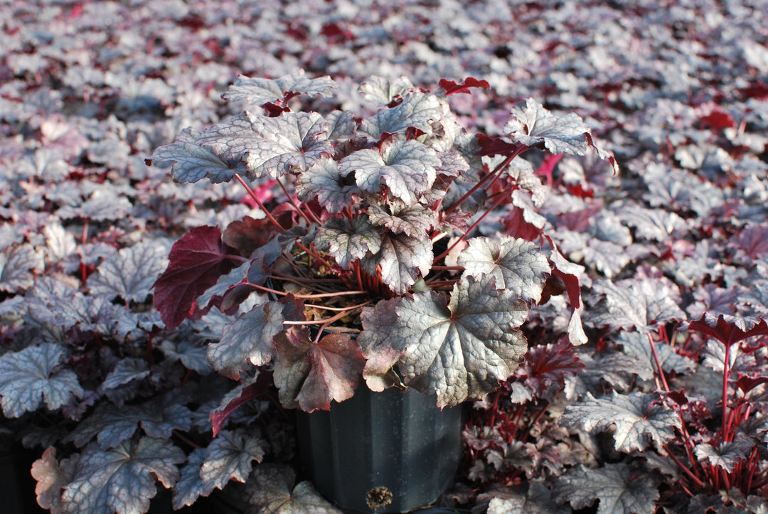 Heuchera x 'Plum Pudding' (Coral Bells)