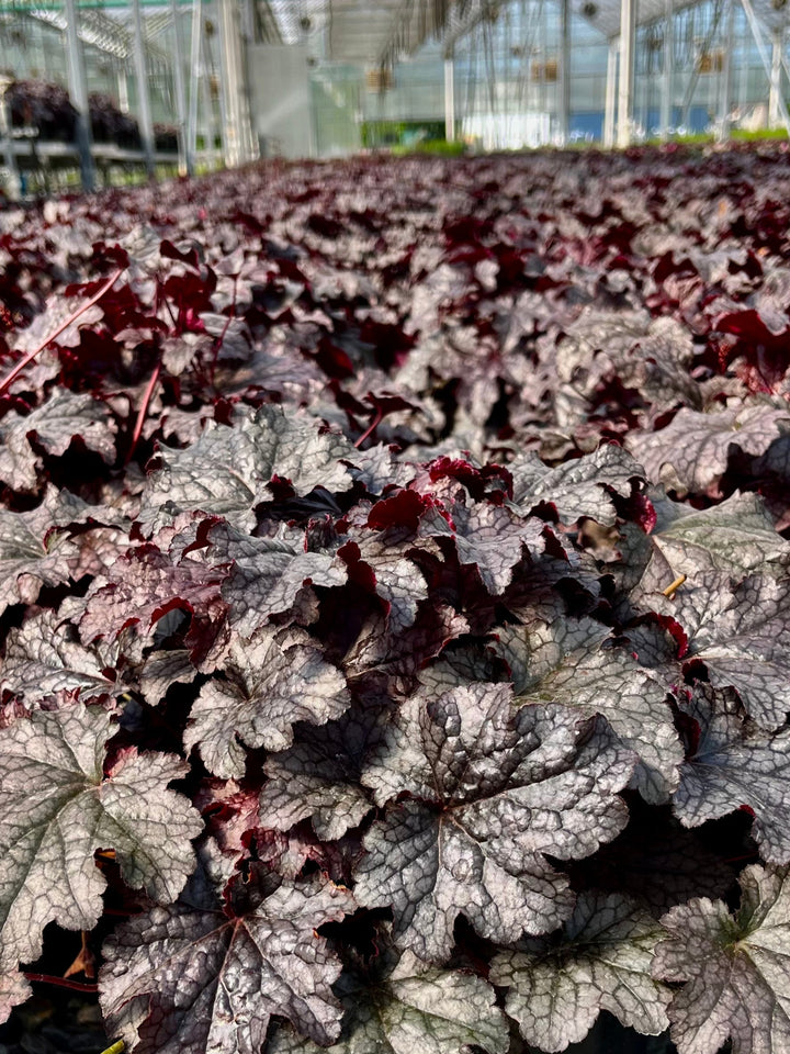 Heuchera x 'Plum Pudding' (Coral Bells)