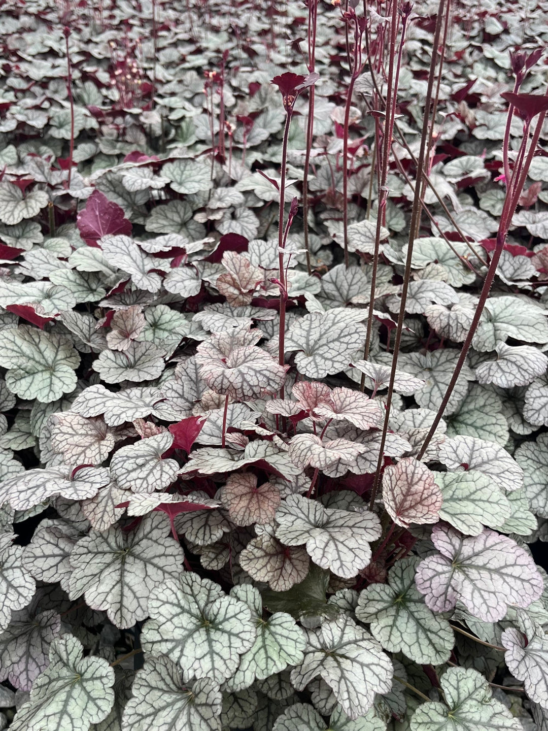 Heuchera x 'Silver Scrolls' (Coral Bells)